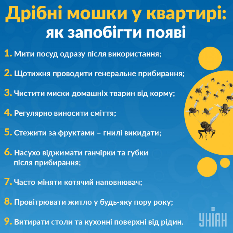 Як позбутися від мошок у квартирі та будинку: перевірені способи