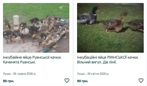 Скільки коштують інкубаційні яйця на Волині?
