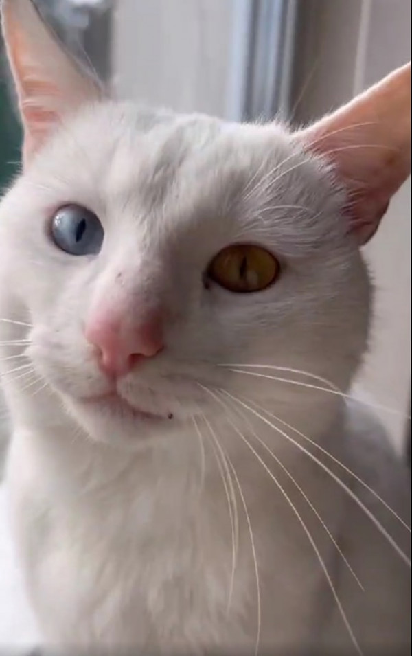 Дівчинка з Луцька намалювала кота із жовто-блакитними очима: такого ж знайшов волинський воїн на Харківщині