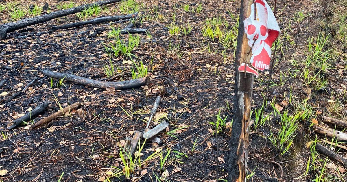 Трагедія біля кордону з Білоруссю: п’ятеро чоловіків загинули, підірвавшись на міні