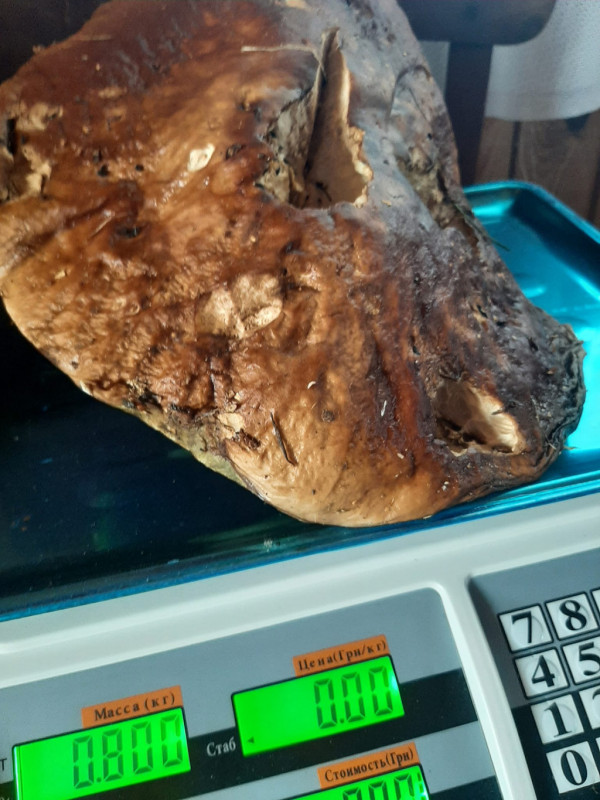 «Особистий рекорд»: волинянка знайшла 800-грамовий білий гриб