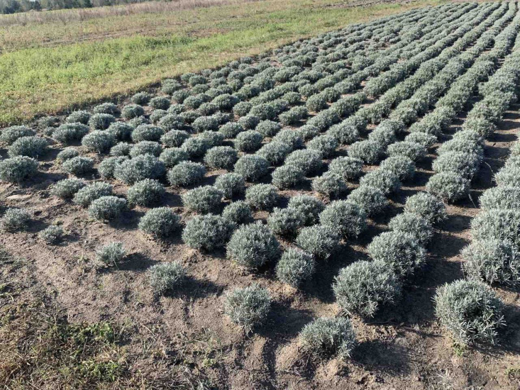 Купують зі всієї України: волинянка вирощує лавандин і створює квіткові композиції