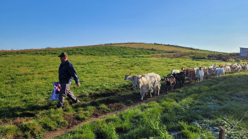 Волинянин має 130 кіз, випасає їх в електроогорожі та разом з дружиною щодня доять тварин. Відео