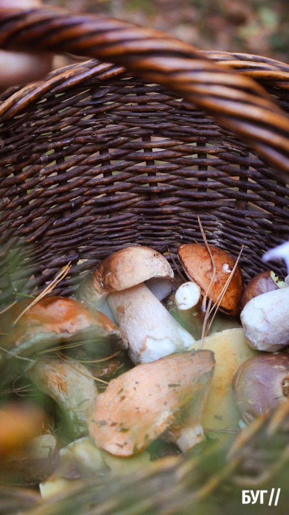 Лисички, польські, маслюки та навіть білі: які гриби ростуть у лісах Волині