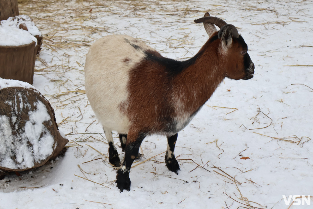 Як живе Луцький зоопарк взимку. Фоторепортаж