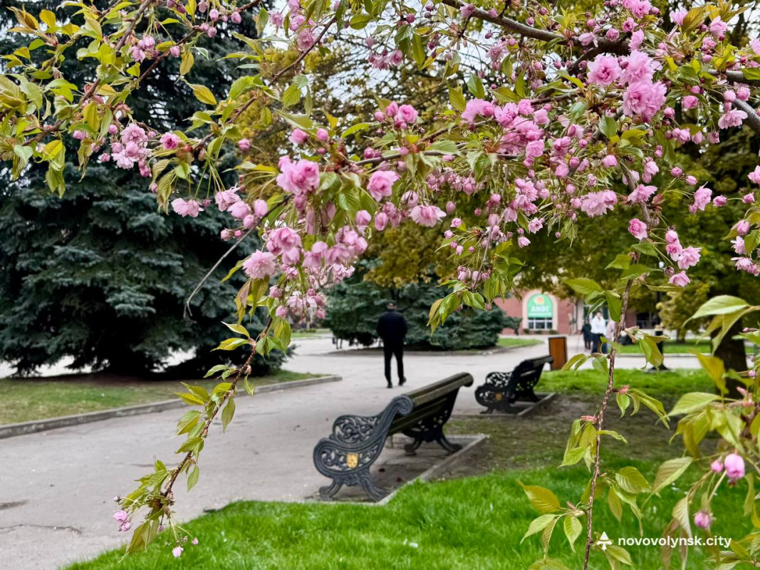 У місті на Волині розквітли сакури та мигдаль. Фото