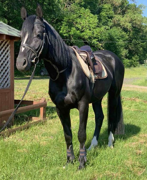 На Волині продають елітного жеребця за понад 200 тисяч гривень