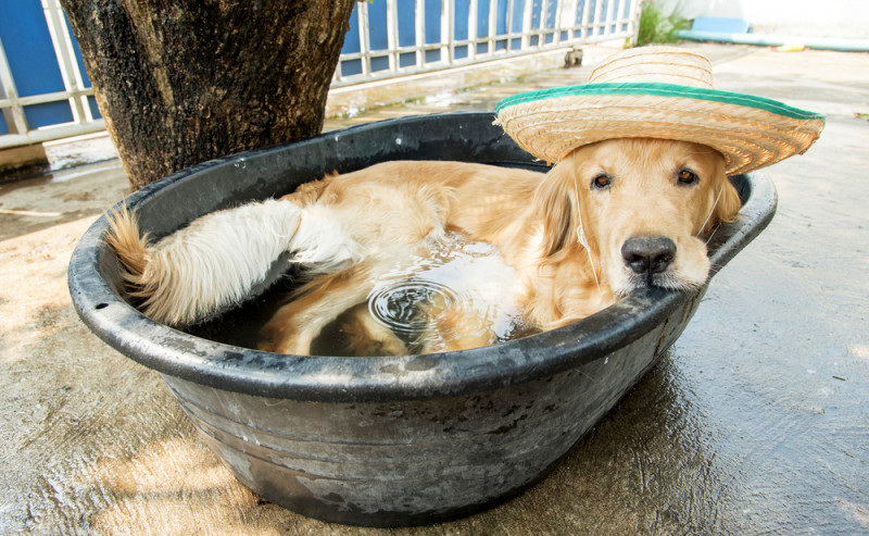 Як уберегти домашніх тварин від літньої спеки: ветеринар з Луцька дав дієві поради