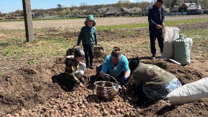 Як на Волині садять картоплю «під коника»: важка щоденна праця родини