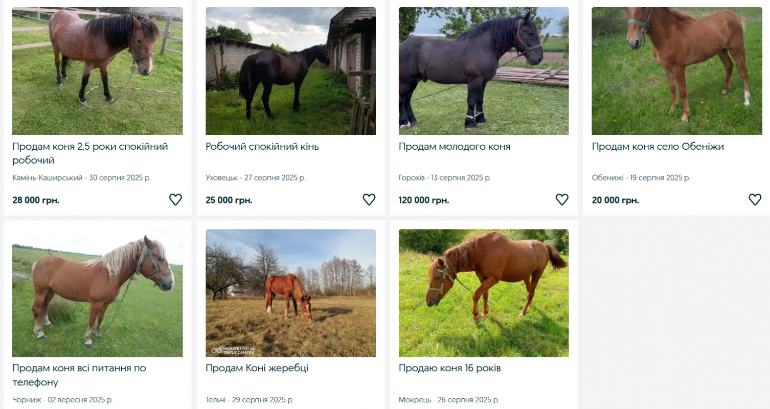 Скільки коштують коні та лошата різних порід на Волині?