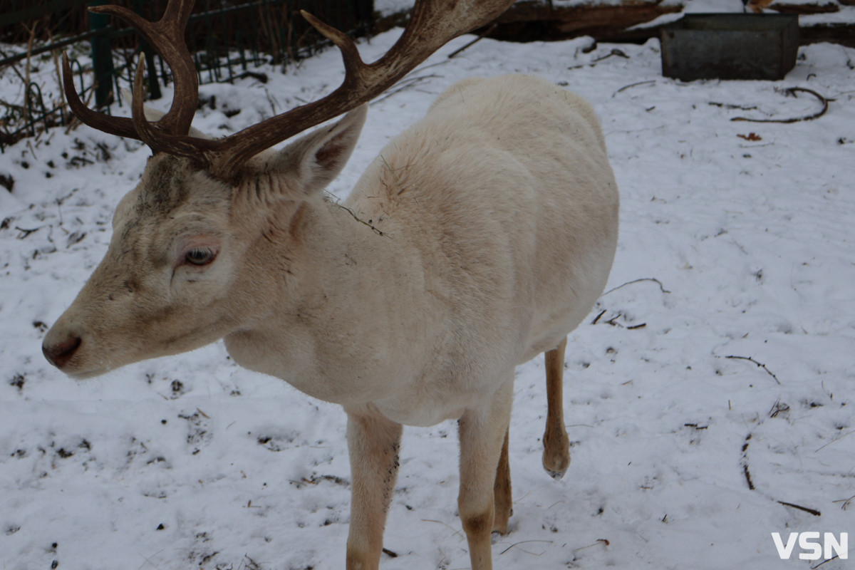 Як живе Луцький зоопарк взимку. Фоторепортаж