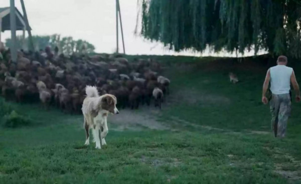 Останньою краплею став «приліт» ракети в отару: як живеться вівчару-переселенцю на Волині