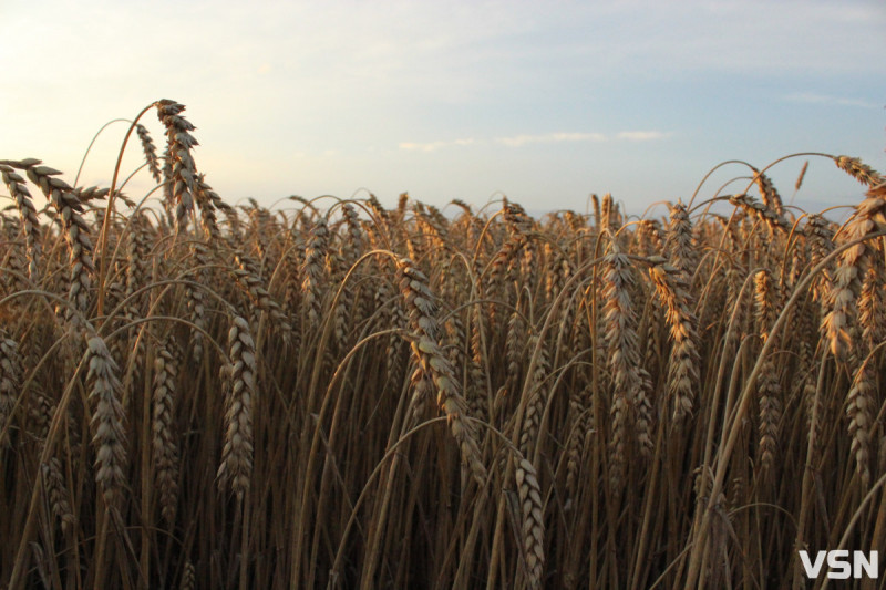 Контрастна зима і весняні заморозки: як погода може вплинути на врожай на Волині