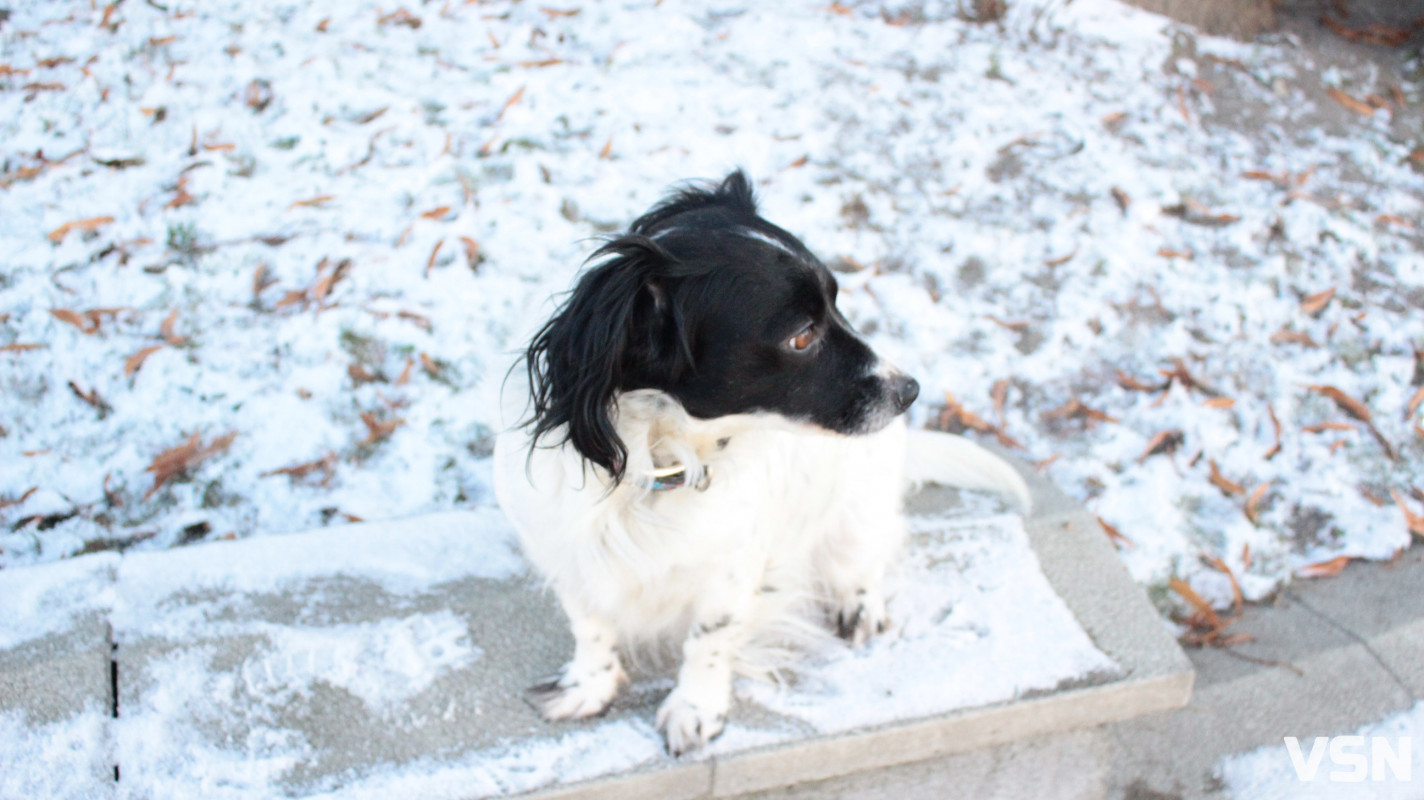 Засніжений Луцьк: як виглядають парки та двори міста взимку напередодні Нового 2026 року. Фоторепортаж