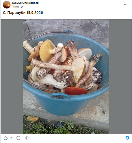 Повні відра за півтори години: де на Волині зараз найбільше грибів