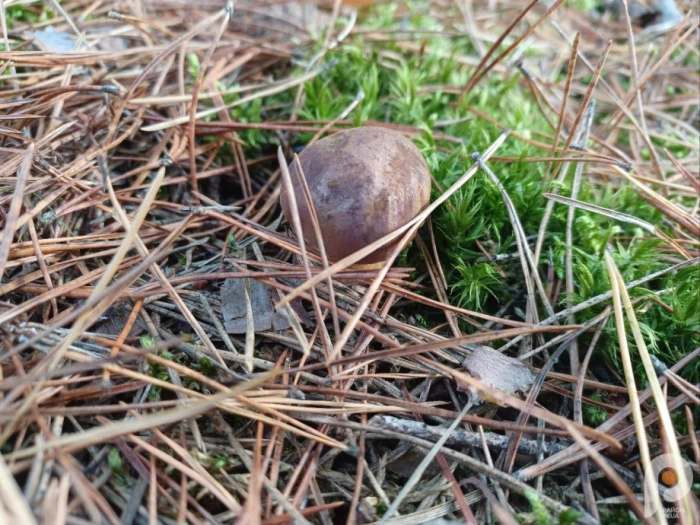 Кінець сезону: які гриби можна знайти в листопаді у волинських лісах