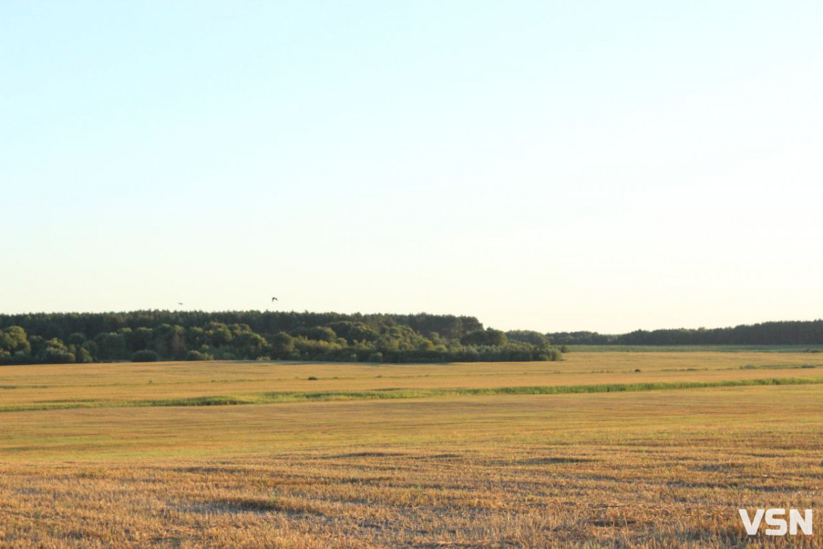 Урожай-2025 на Волині: скільки зерна та цукрових буряків зібрали аграрії минулого року