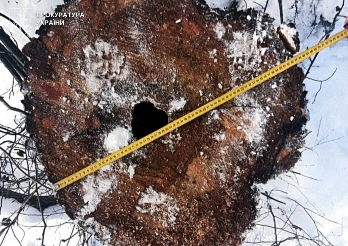 Незаконна вирубка на 5 мільйонів - майстру лісу на Волині оголосили підозру