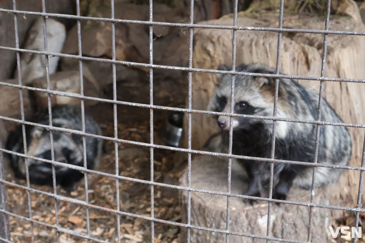 У Луцькому зоопарку готуються до зими: тварин переводять у теплі вольєри, а для відвідувачів уже готують свято Миколая