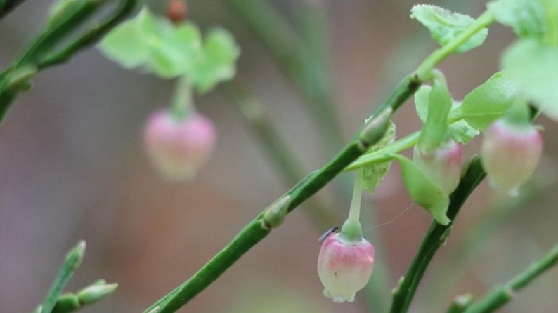 Природна аномалія: на Волині восени зацвіла чорниця