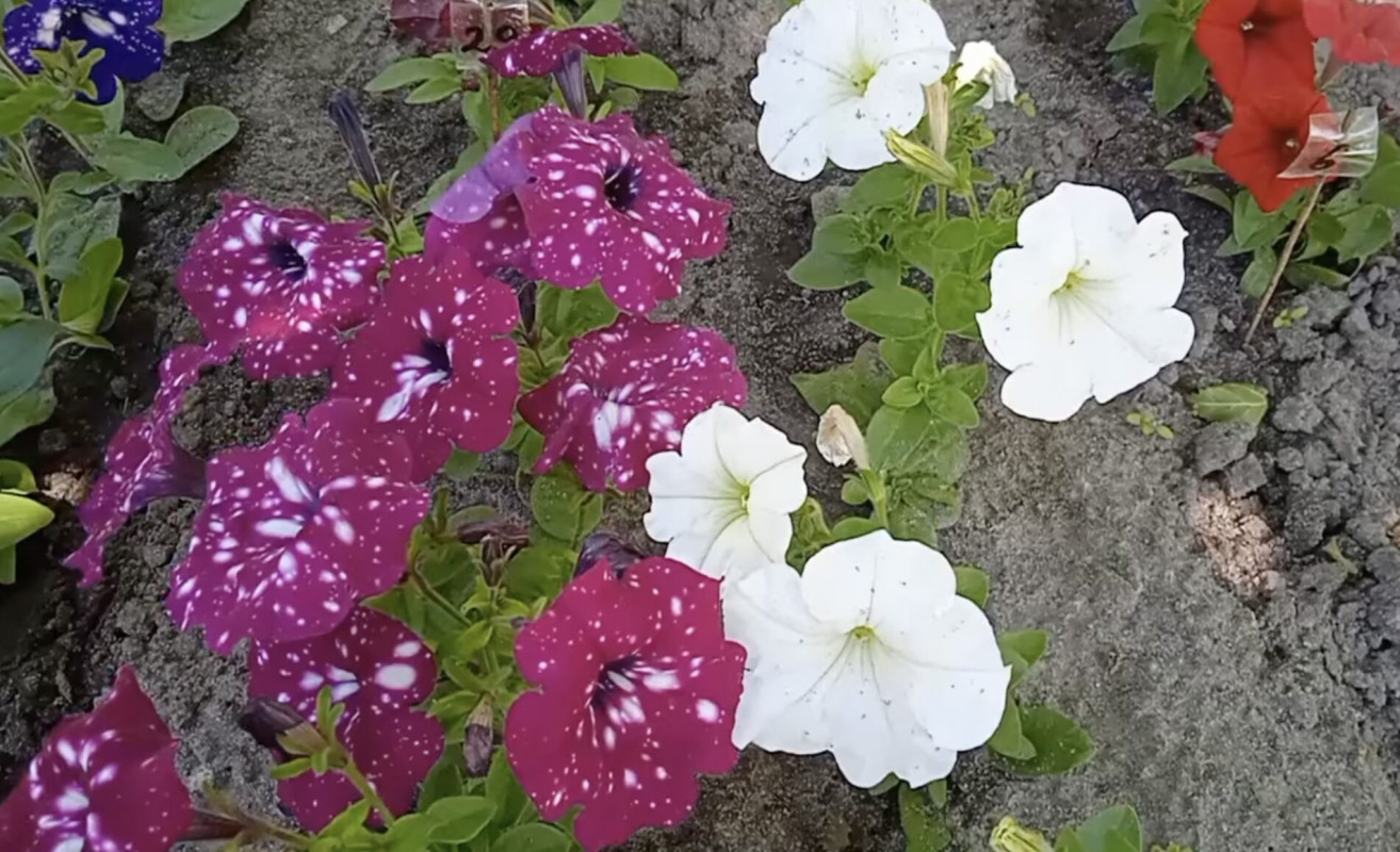 Зацвітуть уже в травні: які квіти треба сіяти на розсаду вже сьогодні