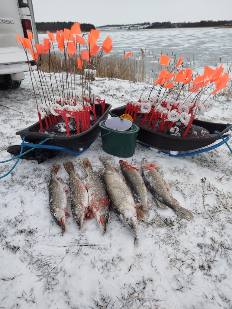 На Рівненщині масово ловлять щуку: рибалки показали свої трофеї. Фото