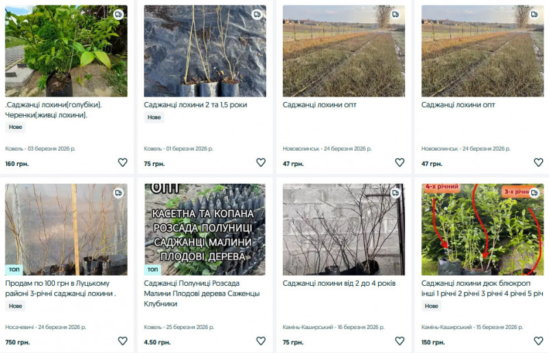 Ожина, малина та смородина: скільки коштують саджанці кущових ягід на Волині?