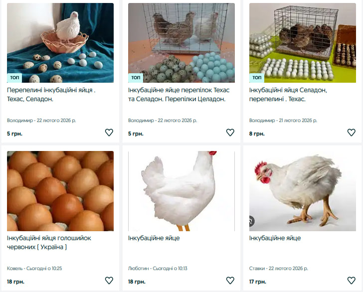 Гусячі, перепелині, елітні курячі: скільки на Волині коштують інкубаційні яйця?