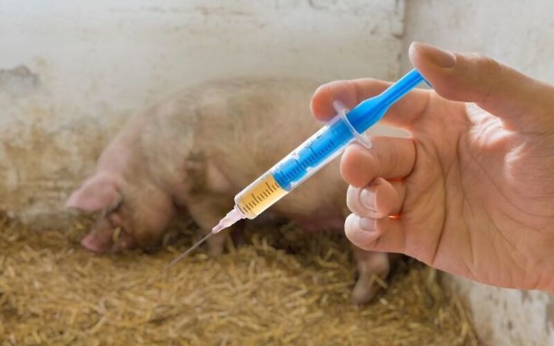 Як виростити здорову свиню: поради господині з Волині