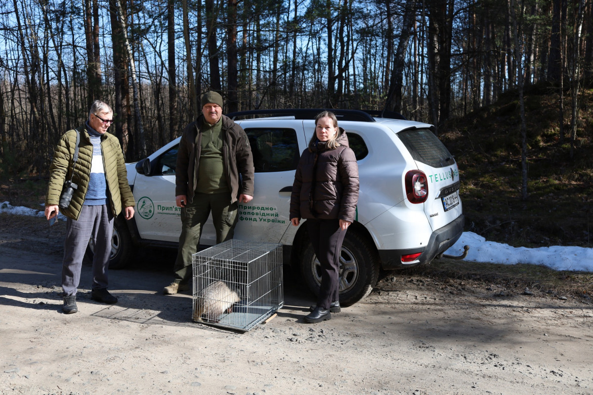 На Волині після зимової перетримки випустили у дику природу борсука