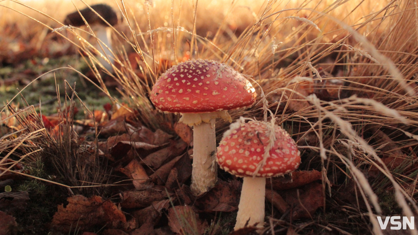 Як виглядає ліс на Волині восени. Фоторепортаж