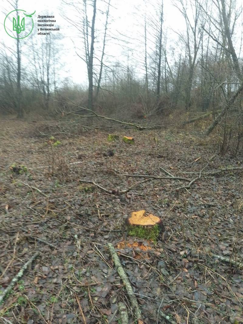 У громаді на Волині виявили масштабну незаконну порубку дерев