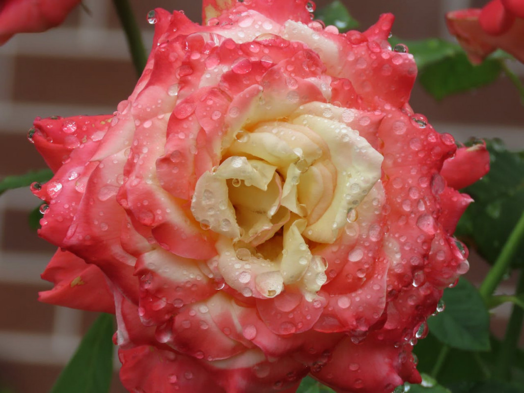 Що зробити з трояндами у квітні, щоб вони пишно цвіли