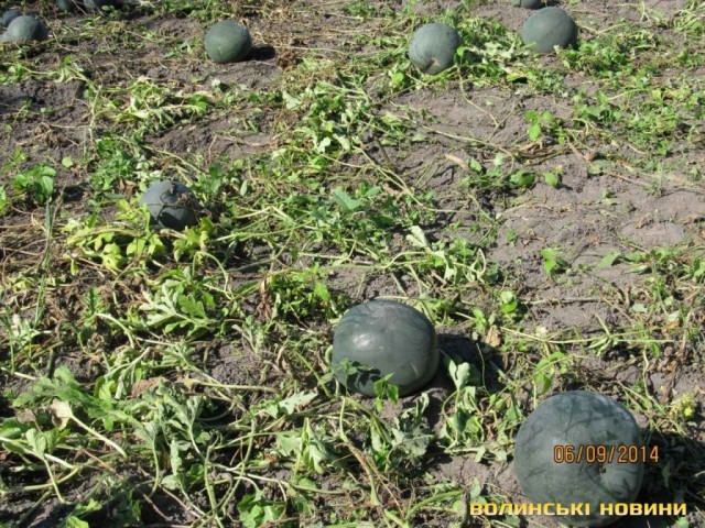 «Цьогорічний врожай – найсолодший»: на Волині вирощують кавуни