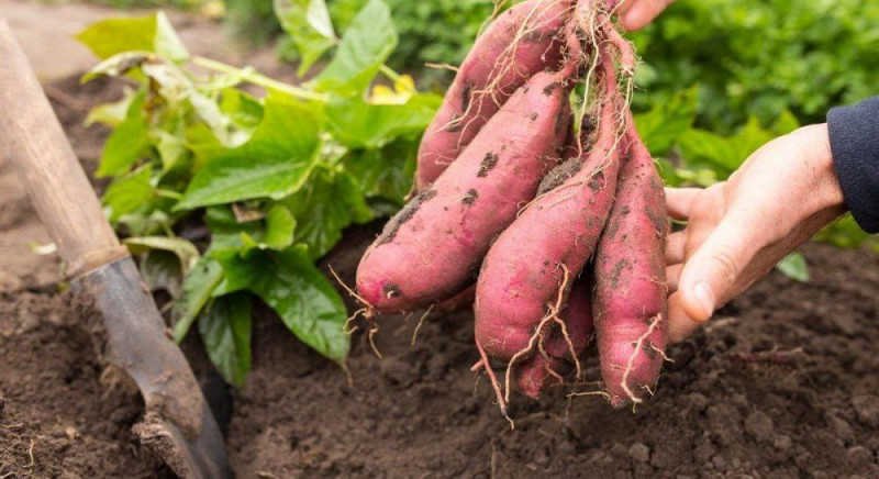 Спаржа, батат і кавуни: які незвичні культури вирощують на Волині