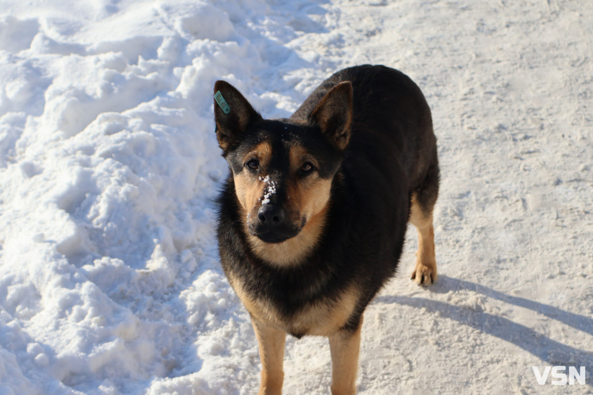 Нові правила утримання тварин на Волині: які зміни приніс закон і що про це кажуть кінологи