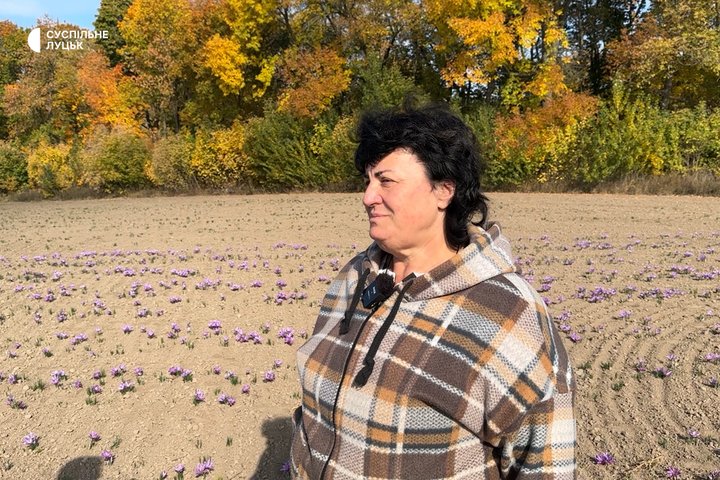 Збирають лише вручну: як на Волині вирощують найдорожчу спецію у світі