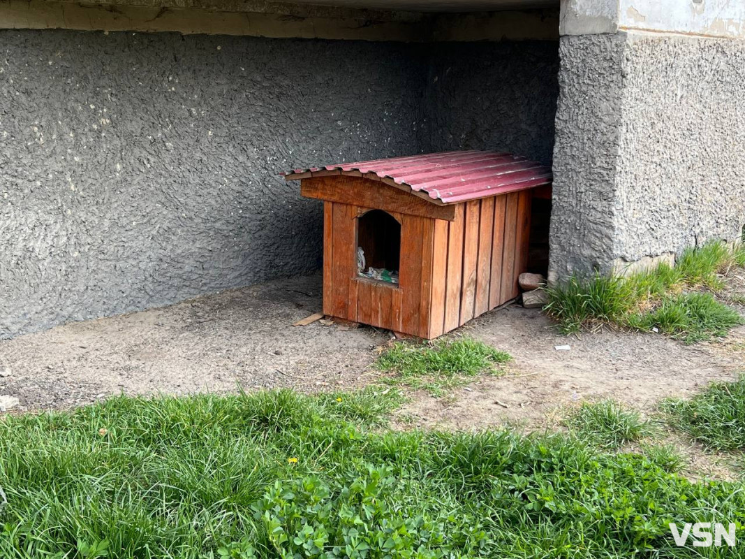 Люди бояться виходити на вулицю: у Маневичах скаржаться на агресивних собак