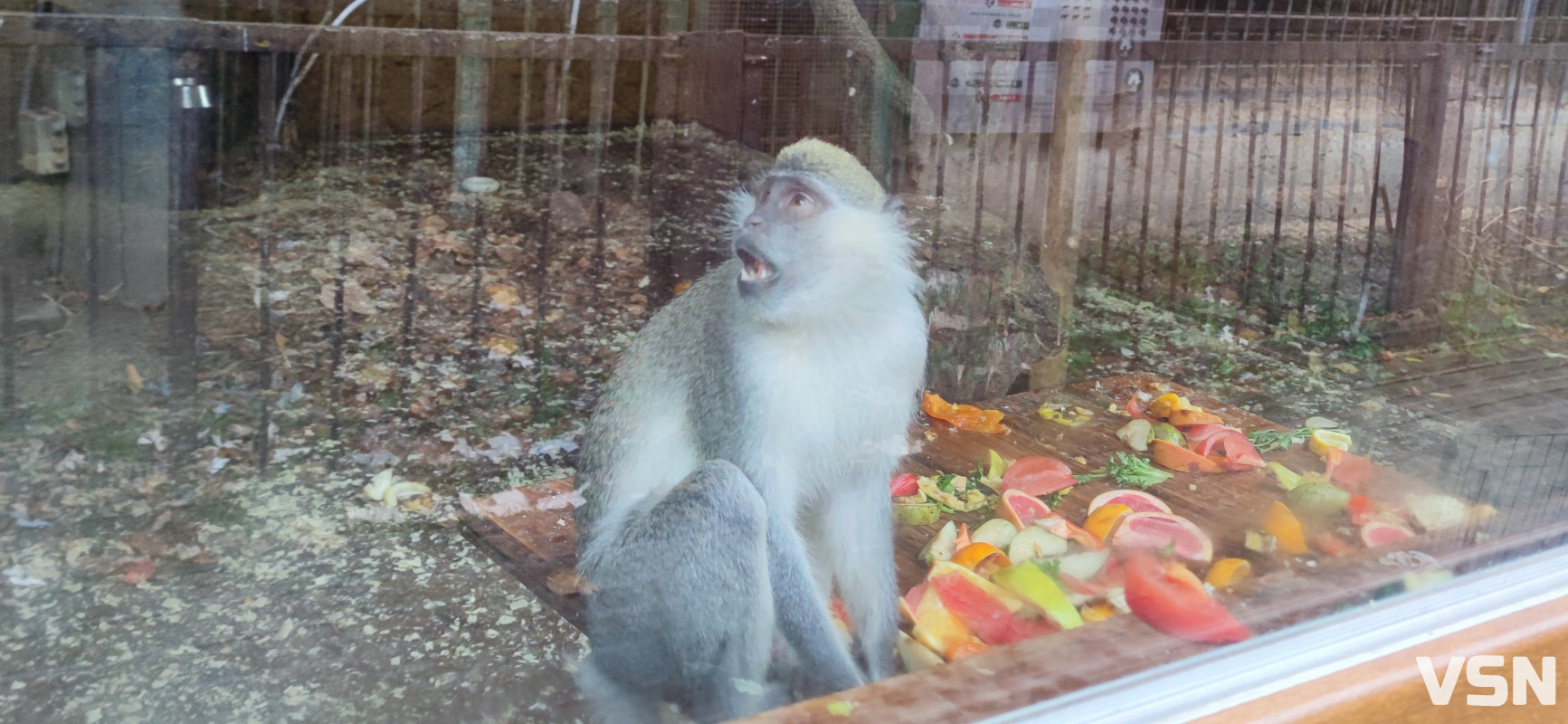 У Луцькому зоопарку готуються до зими: тварин переводять у теплі вольєри, а для відвідувачів уже готують свято Миколая