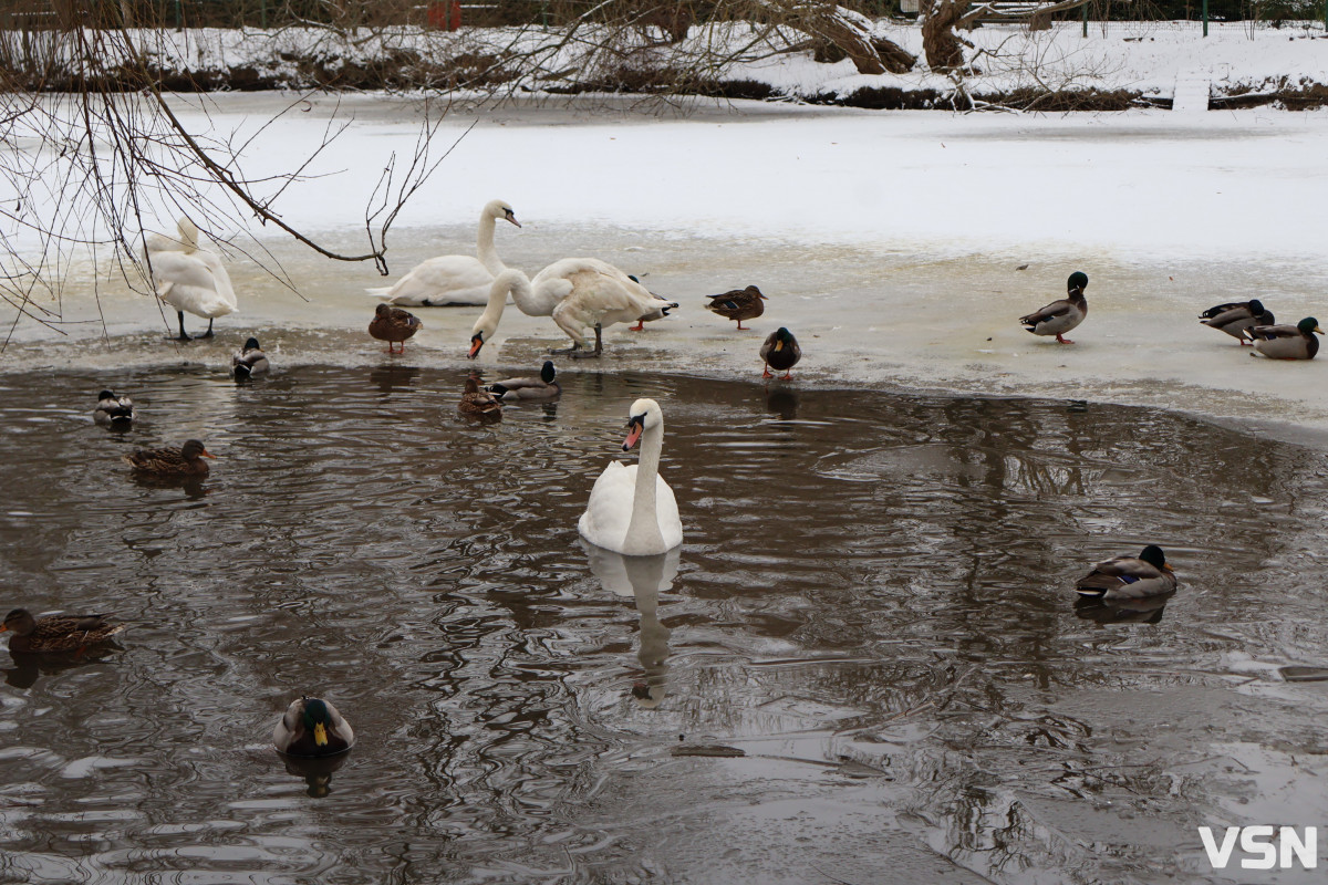 Як живе Луцький зоопарк взимку. Фоторепортаж