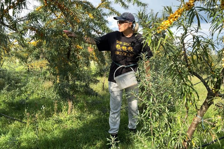 Замість малини — обліпиха: волинянка вирощує понад 200 дерев і продає ягоди по всій Україні