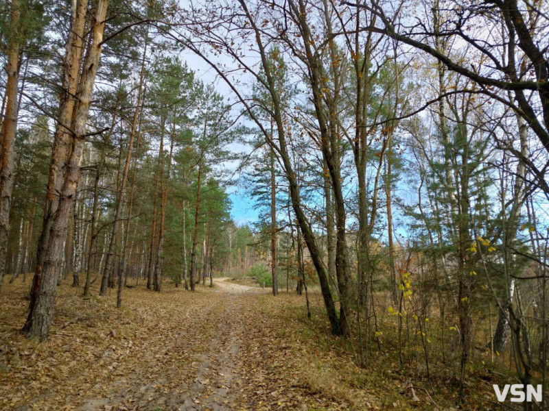 У пошуках зеленого золота: як на Волині збирають зелениці