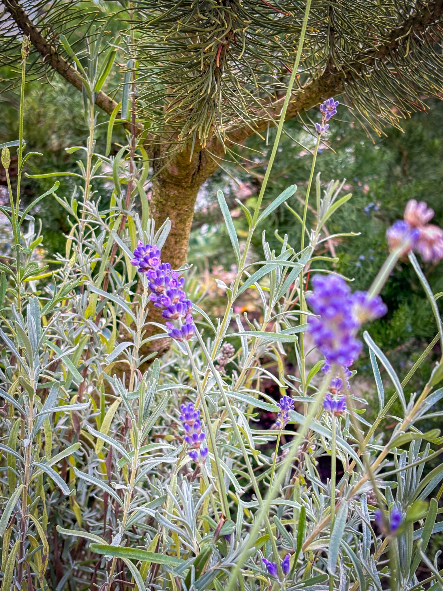 Передріздвяне диво у Луцьку: біля собору посеред зими розквітли квіти
