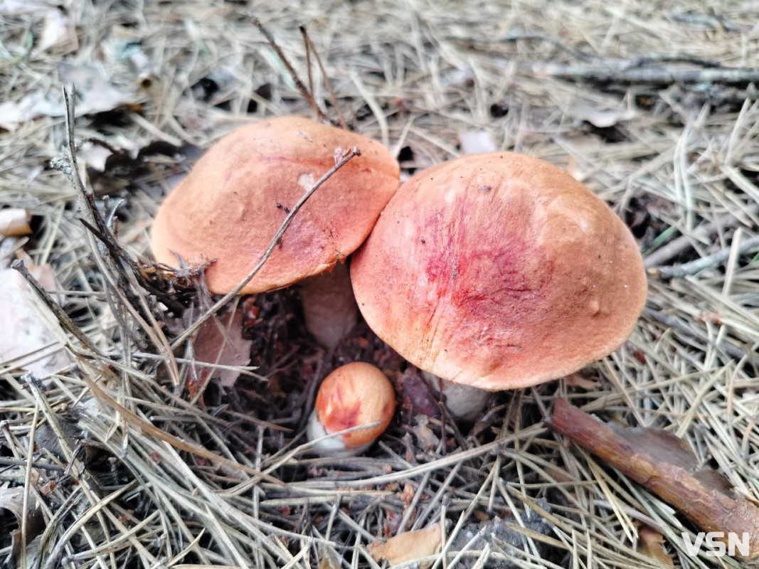 Пішли красноголовці: які гриби збирають у серпні на Волині