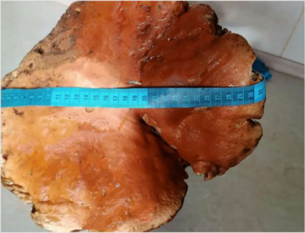 Вагою майже 4 кг: на Волині жінка знайшла гриба-гіганта