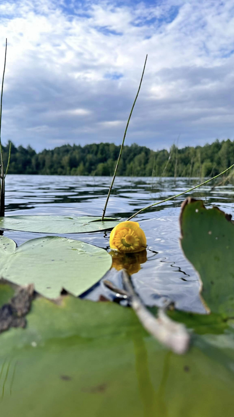 Наявні чисельні місця відпочинку: показали волинське озеро посеред лісу