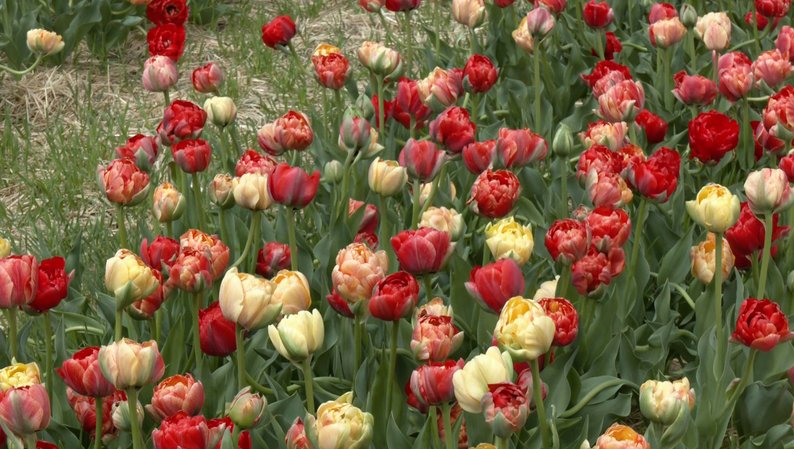 Сотні тисяч різноманітних тюльпанів: стартував фестиваль «Волинська Голландія»