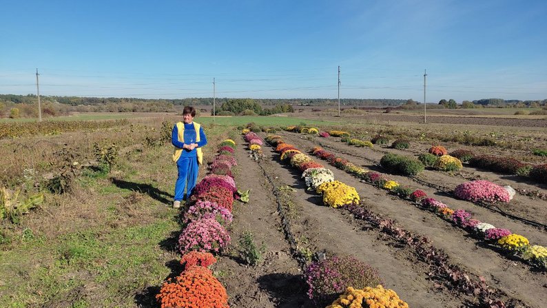 «А вас чоловік не виганяє за ті квітки?»: волинянка вирощує понад сто сортів хризантем