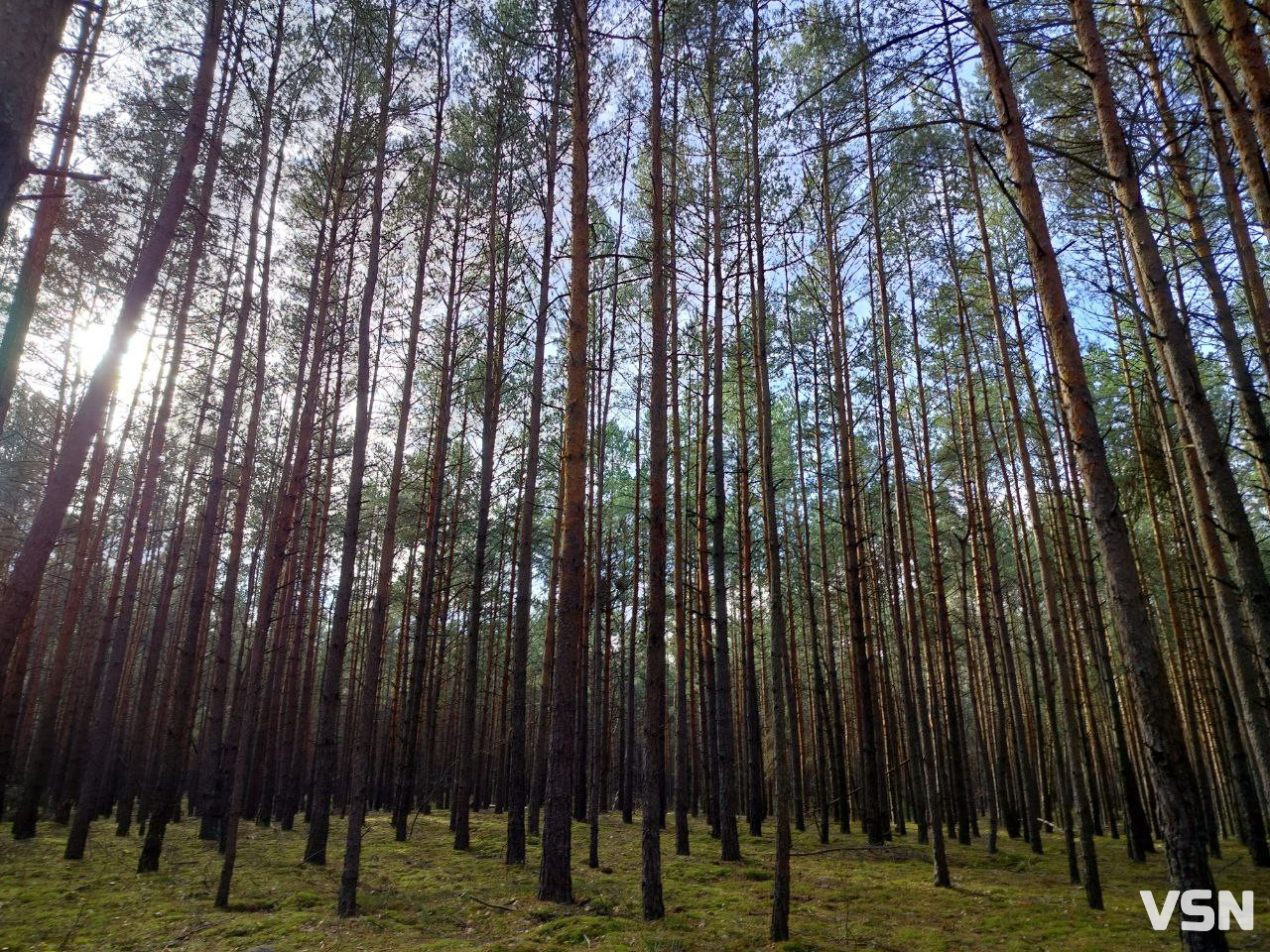 У пошуках зеленого золота: як на Волині збирають зелениці