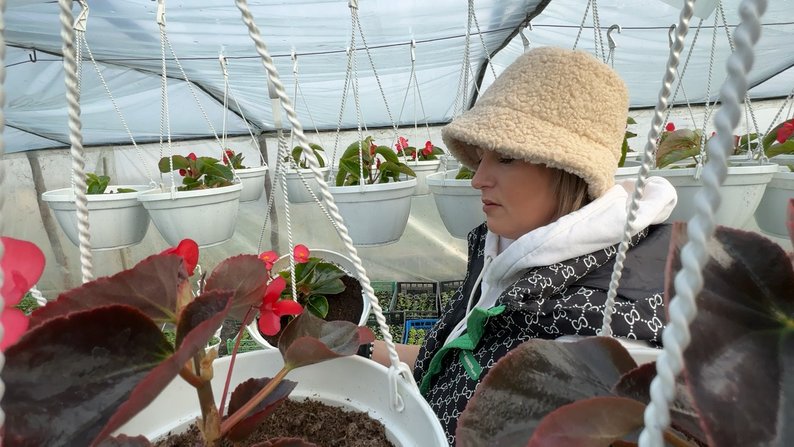 Квітникарка з Волині продає розсаду на ринку та веде ТікТок